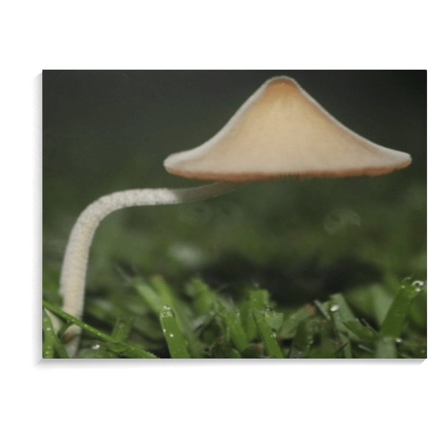 Mushroom Canopy Picture Frame Canvas Print 40×30cm (Horizontal)