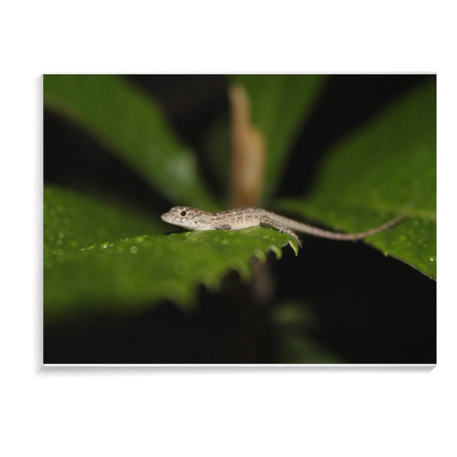 Leaf Lounge: The Lizard’s Retreat Hanging picture Frame Canvas Print 40×30cm (Horizontal)
