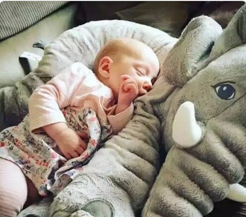 Plushy Soothing Elephant Pillow Long Nose Baby Elephant Plush Toy